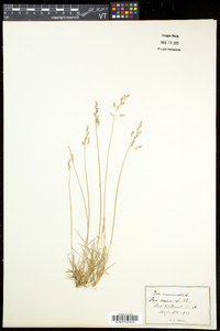 Poa nemoralis image