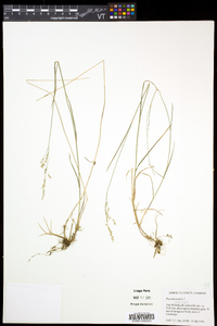 Poa nemoralis image