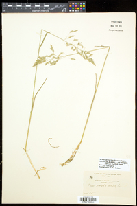 Poa pratensis subsp. alpigena image