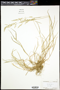 Poa trivialis subsp. trivialis image