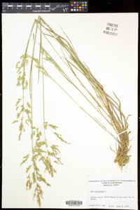 Poa trivialis subsp. trivialis image