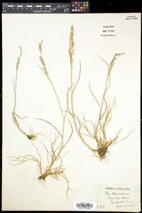 Poa trivialis image