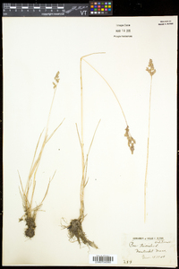 Poa trivialis subsp. trivialis image