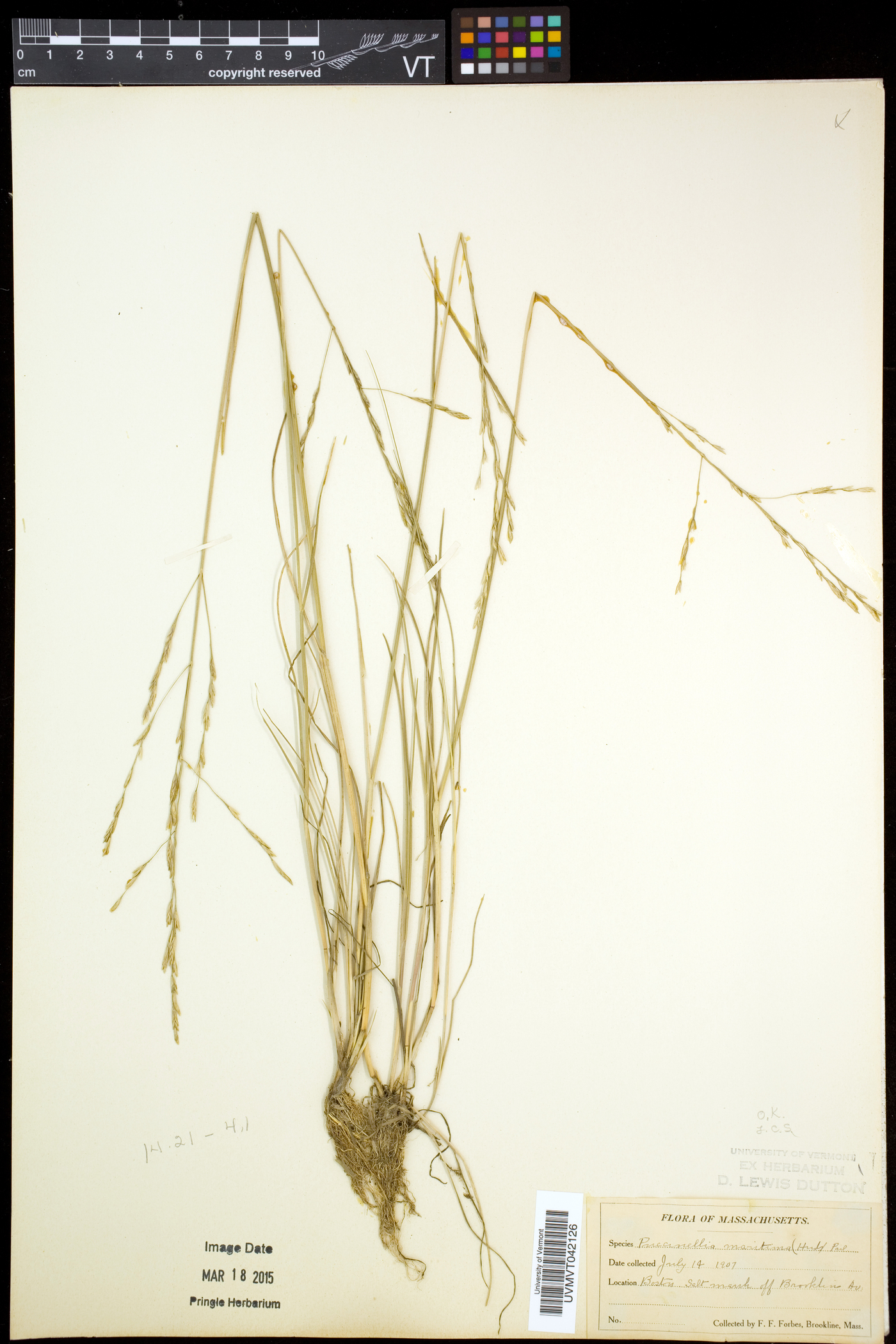 Puccinellia maritima image