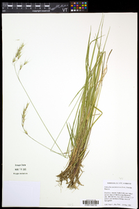 Schizachne purpurascens image