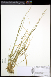 Schizachne purpurascens image