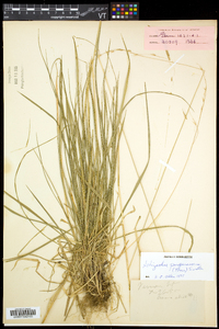 Schizachne purpurascens image