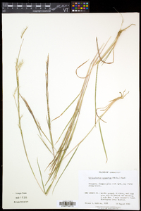 Schizachyrium scoparium var. scoparium image