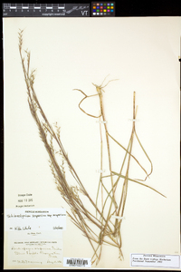 Schizachyrium scoparium var. scoparium image