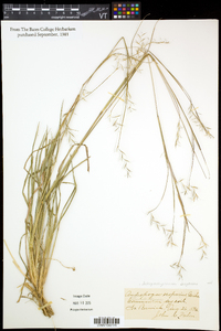 Schizachyrium scoparium var. scoparium image