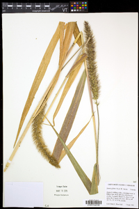 Setaria faberi image