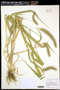 Setaria faberi image