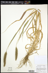 Setaria faberi image