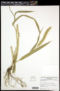 Setaria faberi image