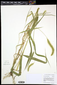 Setaria faberi image