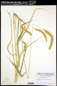 Setaria faberi image