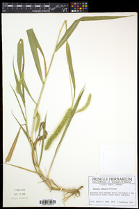 Setaria faberi image