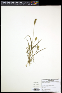 Setaria pumila subsp. pumila image