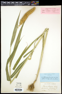 Setaria italica image