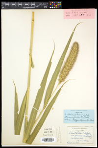 Setaria italica image