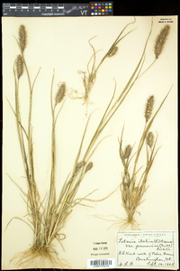 Setaria italica image