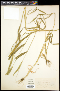 Setaria verticillata image