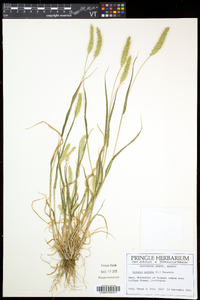 Setaria viridis var. viridis image