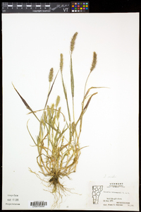 Setaria viridis var. viridis image