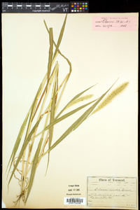 Setaria viridis var. viridis image