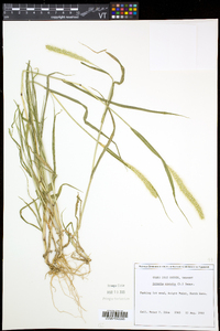 Setaria viridis var. viridis image