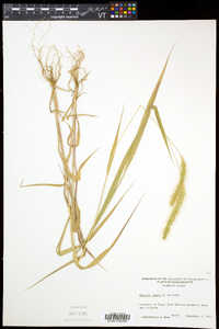 Setaria faberi image