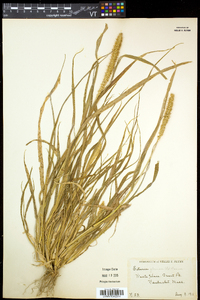 Setaria pumila subsp. pumila image