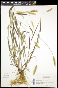 Setaria viridis var. viridis image