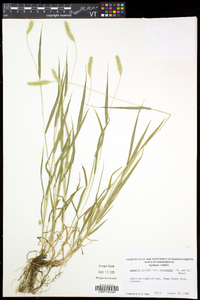 Setaria viridis var. viridis image