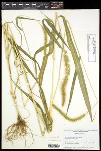 Setaria faberi image