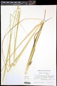 Spartina alterniflora image