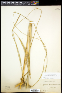 Spartina pectinata image