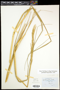 Spartina alterniflora image