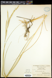 Spartina pectinata image