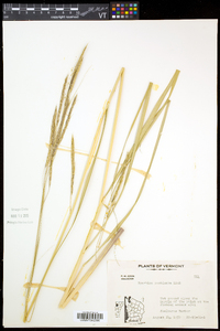 Spartina pectinata image