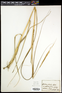 Spartina alterniflora image