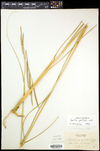 Spartina pectinata image