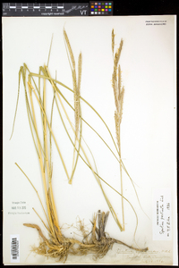 Spartina pectinata image