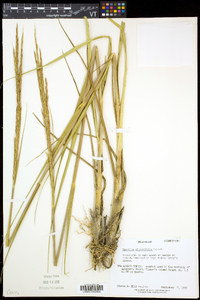 Spartina alterniflora image