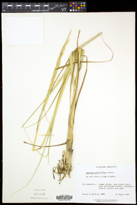 Spartina alterniflora image