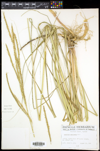 Spartina pectinata image