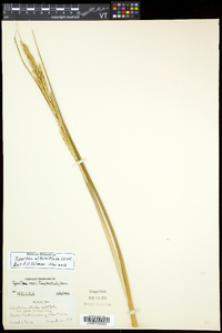 Spartina alterniflora image