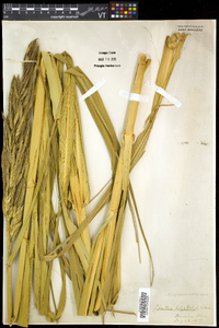 Spartina cynosuroides image