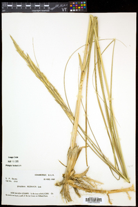 Spartina pectinata image