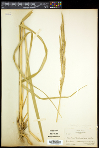 Spartina pectinata image